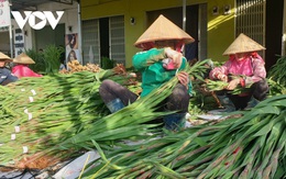 Giá rẻ không ai mua, người trồng hoa lay ơn Lâm Đồng lao đao