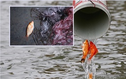 Sông hồ oằn mình gánh rác mỗi dịp tiễn ông Công ông Táo, có nên giữ tục thả cá phóng sinh hay không?