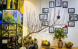 Căn hộ 56m² ấm nồng sắc xuân với cả trăm cây bonsai và hoa ngập tràn ở Hà Nội