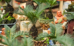 Vạn tuế bonsai của nghệ nhân Hà thành giá hàng chục triệu đồng vẫn hút khách dịp Tết