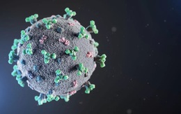 Virus SARS-CoV-2 đột biến đang "lén lút" qua mắt hệ miễn dịch bằng cách nào?