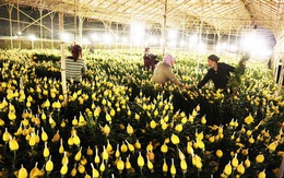 Đà Lạt: Trắng đêm thu hoạch hoa Tết chở về xuôi, công cắt hoa tăng gấp 3 lần