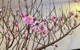 Nhà đầu tư sẽ được hái lộc đầu xuân Tân Sửu?