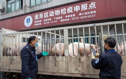 Trung Quốc phát hiện biến chủng tả lợn châu Phi có tính lây nhiễm cao