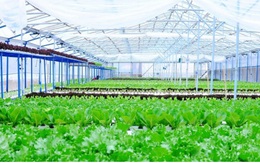 Đầu tư 260 tỷ đồng phát triển nông nghiệp hữu cơ