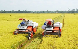Giá lúa gạo tăng cao, thương nhân xuất khẩu chốt bán song song