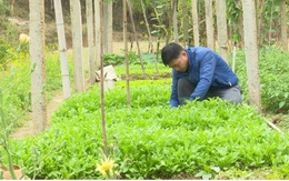 Thanh niên Bắc Kạn trồng rau, trồng nấm...thu hàng trăm triệu đồng mỗi năm