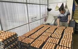 Nghệ An: Giá trứng gia cầm liên tục chạm đáy, người chăn nuôi điêu đứng