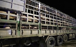 4 doanh nghiệp nhập khẩu lợn sống qua Cửa khẩu Lao Bảo không qua kiểm dịch đã bị xử phạt và tạm dừng đưa hàng về
