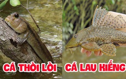 Việt Nam có 5 loại cá được xem là đặc sản nức tiếng, nhìn thì “sợ bỏ chạy” nhưng ăn rồi mới thấy cực ngon!