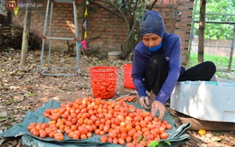 Mùa nhót chín đỏ ở Hà Nội: Nông dân “ngại” ra vườn, thương lái buồn chán vì hàng không bán được