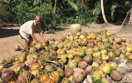 Giá dừa khô Trà Vinh tăng cao