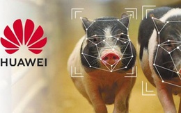 Huawei chăn nuôi lợn và 'đào vàng'