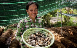 Trồng nấm rơm giúp người dân Khmer ổn định kinh tế