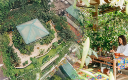 Flycam "khu rừng" trên sân thượng của người phụ nữ Hà Nội: Rộng 200m2, 1.500 hoa loa kèn bao phủ