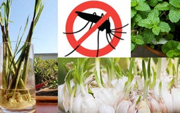 Từ vụ dùng tinh dầu đuổi muỗi khiến 4 người bị ngộ độc: Không cần dùng tinh dầu, 6 cách đơn giản này sẽ đuổi muỗi "biến" khỏi nhà