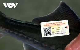 Cá nước lạnh Lào Cai được gắn tem truy xuất nguồn gốc