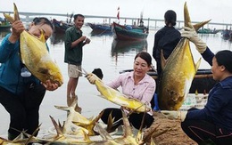 Trúng đậm mẻ cá chim vàng, ngư dân thu hơn nửa tỷ đồng