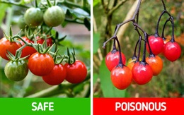 9 loài thực vật luôn khiến con người nhầm lẫn tai hại: Loại thì ăn được, loại lại có độc và cần né xa