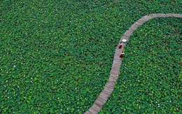 Du khách quốc tế "phát cuồng" trước cảnh hoa sen bạt ngàn ở một địa điểm nổi tiếng của Việt Nam