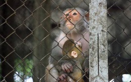 Đưa 7 con khỉ vào 1 cái chuồng trên nóc có treo nải chuối để thực hiện thí nghiệm, kết quả cuối cùng khiến bao người bừng tỉnh ngộ
