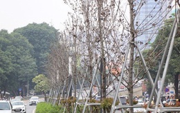 Hà Nội: Trồng cây bàng lá nhỏ thay toàn bộ cây phong lá đỏ trên đường Nguyễn Chí Thanh - Trần Duy Hưng
