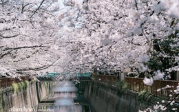 Siêu ngây ngất cảnh tượng toàn thủ đô Tokyo bao trùm dưới hàng trăm nghìn cây hoa anh đào bởi hiện tượng nở sớm nhất trong 1.200 năm