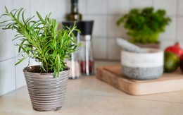 8 loại cây cảnh nên trồng trong nhà bếp vì có khả năng lọc không khí và khử mùi cực tốt