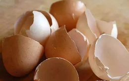 Sau khi ăn trứng, bạn đừng vội vứt bỏ vỏ trứng, nó có thể dùng làm thuốc chữa 4 loại bệnh thường gặp, vừa hiệu quả vừa tiết kiệm