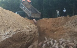Tiêu hủy gần 1.000 con lợn nhập khẩu bị nhiễm dịch tả lợn châu Phi