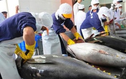 Xuất khẩu cá ngừ tăng mạnh