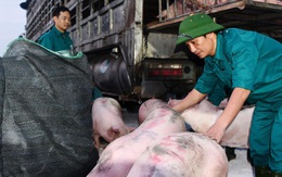 Vì sao tạm dừng nhập khẩu lợn sống từ Thái Lan?