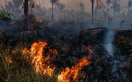 Nghiên cứu đáng buồn: rừng Amazon đã trở thành nguồn gây ô nhiễm không khí, tỏa ra nhiều CO2 hơn lượng nó hấp thụ được