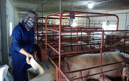 Giá lợn hơi giảm trong 'bão giá' thức ăn chăn nuôi