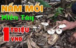 Việt Nam có loại nấm chỉ mọc hoang trong đúng 3 tháng, muốn hái không phải chuyện dễ nên giá bán lên tới cả triệu đồng 1 ký?