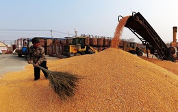 Mặt hàng chủ lực trong xuất khẩu của Việt Nam là lực cản làn sóng tăng giá lương thực toàn cầu