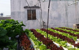 Dù không có sân thượng nhưng mẹ đảm ở Sài Gòn vẫn có được vườn nông sản xanh mướt trên mái tôn