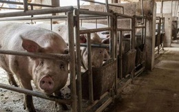 Trung Quốc đối mặt khủng hoảng thừa thịt lợn, giá giảm một nửa trong 6 tháng