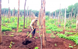 Hồ tiêu Gia Lai nhích giá, nông dân bắt đầu trồng trở lại