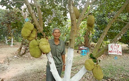 Ăn mít mà không phải tách hạt, bác nông dân Cần Thơ thu tiền tỷ từ loại mít kỳ lạ này