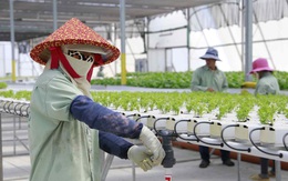 Nikkei Asia: Doanh nghiệp nông nghiệp công nghệ cao Israel đẩy mạnh việc mở rộng đầu tư tại Việt Nam