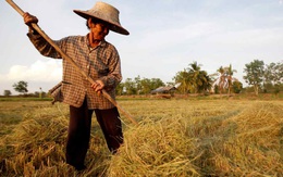 Báo Nhật: Thái Lan tìm cách vượt qua Việt Nam, lấy lại vị thế về xuất khẩu gạo