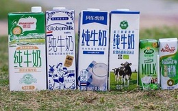 Trung Quốc khó giải cơn "khát sữa" do thiếu… bò sữa giống