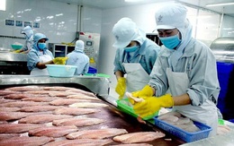 Vĩnh Hoàn và Nam Việt không bị áp thuế chống bán phá giá cá tra vào Mỹ