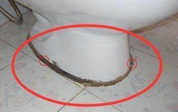 Nhà tắm của mỗi gia đình luôn có 2 vị trí ẩn náu rất nhiều aflatoxin, chất độc gấp 68 lần asen, làm tăng nguy cơ mắc ung thư, thậm chí gây tử vong