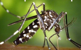 5 mẹo đuổi muỗi sạch bách khỏi nhà, không lo độc hại
