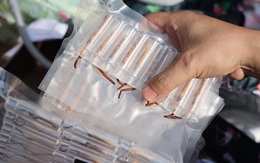 Cận cảnh tiêu hủy lô hàng 400 con Đông trùng hạ thảo “3 không” khủng nhất từ trước đến nay