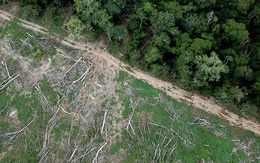 Chỉ với 4 thập kỷ khai phá, con người đã chấm dứt 55 triệu năm hấp thụ carbon của rừng Amazon