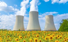 Tại sao các nhà khoa học trồng hoa hướng dương sau thảm họa hạt nhân?