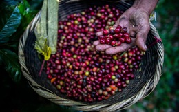 Giá cà phê tăng 20% chỉ trong một tuần, đạt “đỉnh” 6,5 năm, dự báo tăng thêm 25% nữa